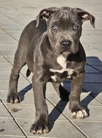 American bully xl 